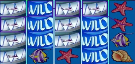 Wild shark